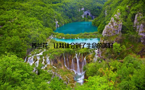 养兰花, 让我体会到了生命的美好