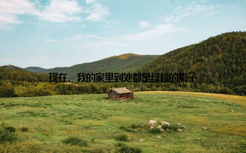 现在, 我的家里到处都是绿植的影子