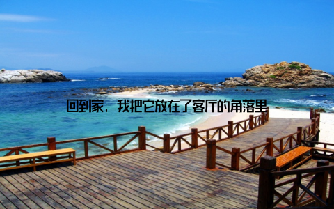 回到家, 我把它放在了客厅的角落里