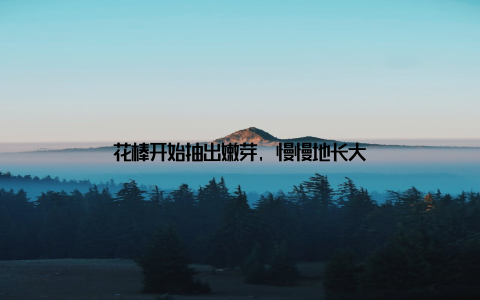 花棒开始抽出嫩芽, 慢慢地长大