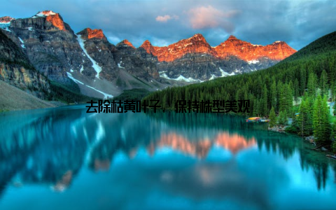 去除枯黄叶子, 保持株型美观