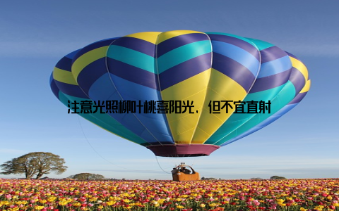 注意光照柳叶桃喜阳光, 但不宜直射