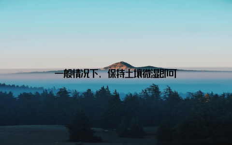 一般情况下, 保持土壤微湿即可