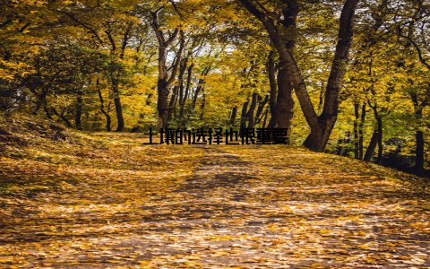 土壤的选择也很重要