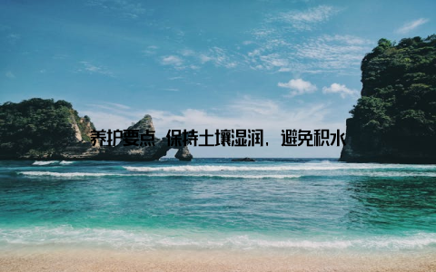 养护要点 保持土壤湿润, 避免积水