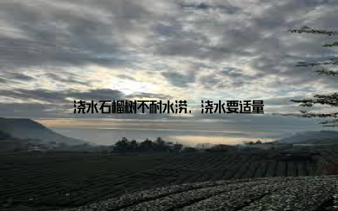 浇水石榴树不耐水涝, 浇水要适量