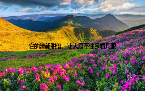 它的清新脱俗, 让人忍不住多看几眼