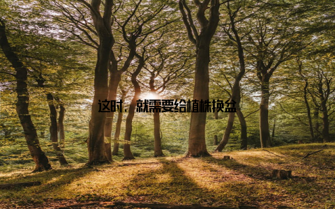 这时, 就需要给植株换盆