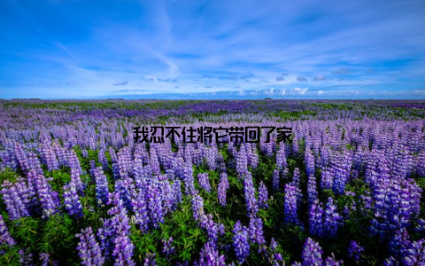 我忍不住将它带回了家