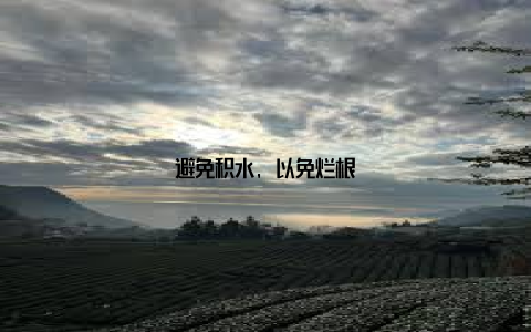 避免积水, 以免烂根