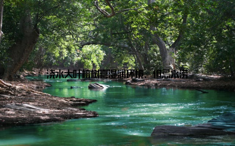 浇水大叶榕树喜湿润环境, 但忌水涝