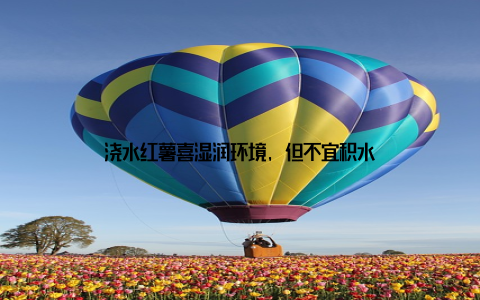 浇水红薯喜湿润环境, 但不宜积水