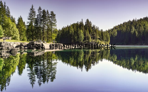 同时, 修剪还可以促进植株的生长