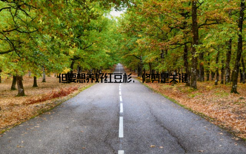 但要想养好红豆杉, 修剪是关键