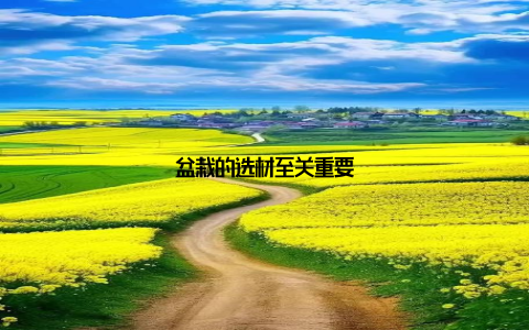 盆栽的选材至关重要