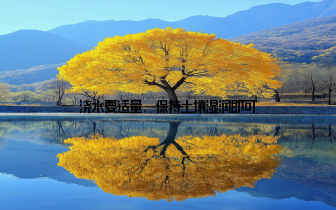 浇水要适量, 保持土壤湿润即可