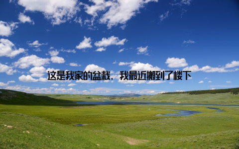 这是我家的盆栽, 我最近搬到了楼下