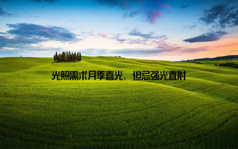 光照需求月季喜光, 但忌强光直射