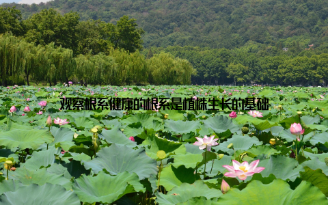 观察根系健康的根系是植株生长的基础