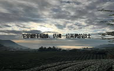 它的树干挺拔, 仿佛一位英勇的战士