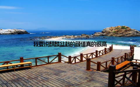 我要说麒麟盆栽的颜值真的很高