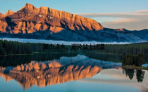 减少浇水, 避免盆土过湿