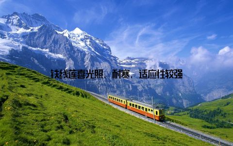 铁线莲喜光照, 耐寒, 适应性较强