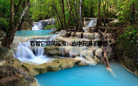 看着它迎风摇曳, 心中充满了感慨