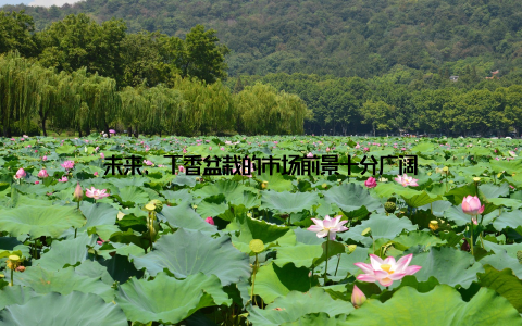 未来, 丁香盆栽的市场前景十分广阔