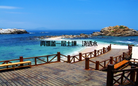 再覆盖一层土壤, 浇透水