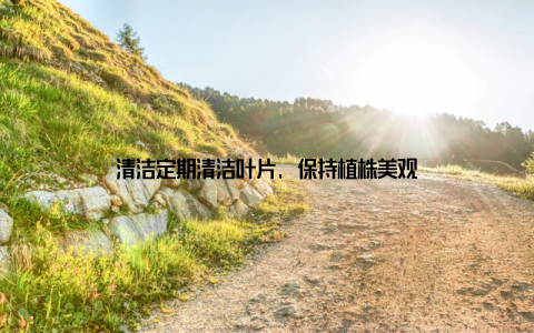 清洁定期清洁叶片, 保持植株美观