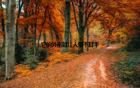 它的外形就让人爱不释手