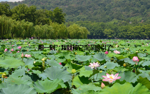 那一刻, 我就被它深深吸引了