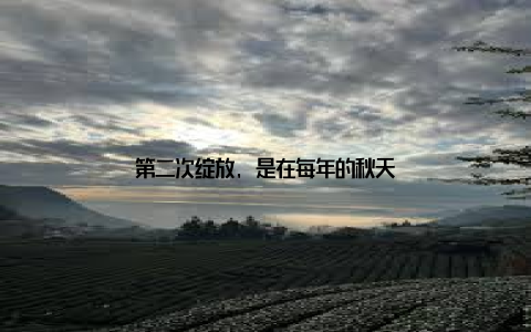 第二次绽放, 是在每年的秋天