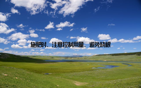 施肥时, 注意控制用量, 避免烧根