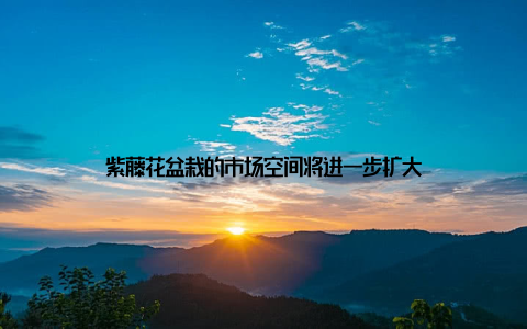 紫藤花盆栽的市场空间将进一步扩大