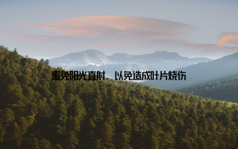 避免阳光直射, 以免造成叶片烧伤