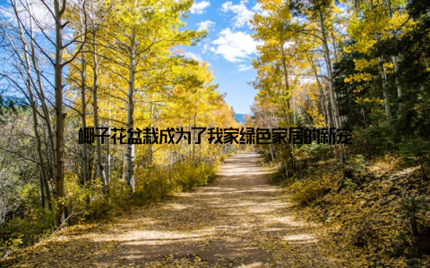 椰子花盆栽成为了我家绿色家居的新宠