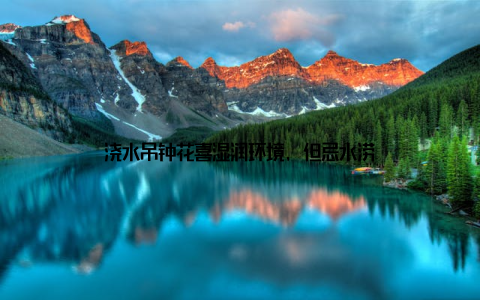 浇水吊钟花喜湿润环境, 但忌水涝