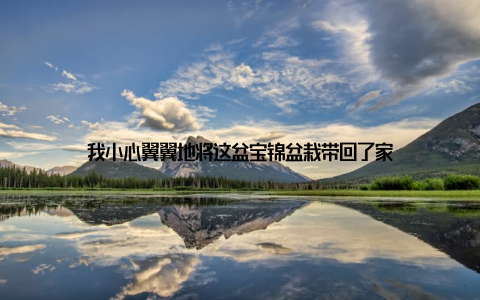 我小心翼翼地将这盆宝锦盆栽带回了家