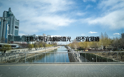 注意光照日本枫树喜光, 但不宜暴晒