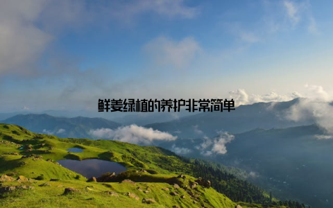 鲜姜绿植的养护非常简单