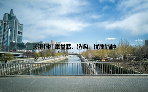 关键词红掌盆栽、选购、优质品种