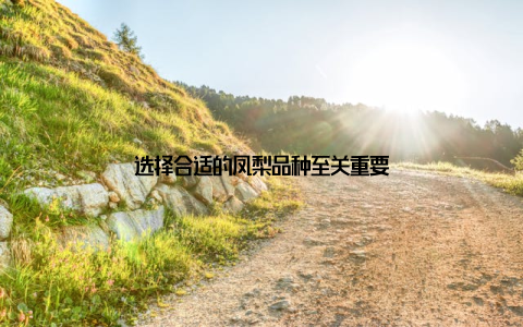 选择合适的凤梨品种至关重要