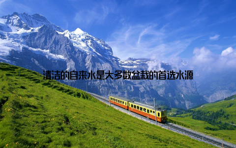 清洁的自来水是大多数盆栽的首选水源