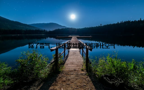 除了香气, 迷迭香盆栽还能净化空气