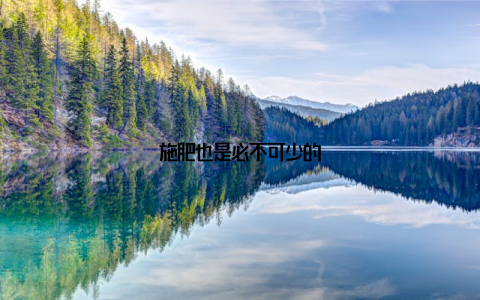 施肥也是必不可少的