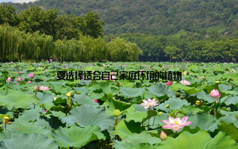 要选择适合自己家庭环境的植物