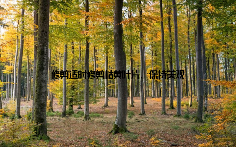 修剪适时修剪枯黄叶片, 保持美观