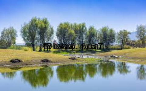 看到这些盆栽, 我心动了